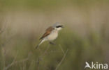 Red-backed Shrike (Lanius collurio)