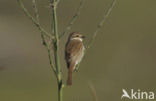 Red-backed Shrike (Lanius collurio)