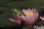 Groene kikker complex (Rana esculenta 