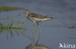 Groenpootruiter (Tringa nebularia)