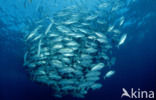 Bigeye trevally (Caranx sexfasciatus)