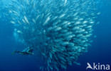Bigeye trevally (Caranx sexfasciatus)