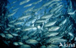 Bigeye trevally (Caranx sexfasciatus)