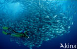 Bigeye trevally (Caranx sexfasciatus)