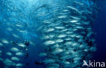 Bigeye trevally (Caranx sexfasciatus)