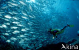 Bigeye trevally (Caranx sexfasciatus)