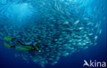 Bigeye trevally (Caranx sexfasciatus)