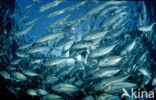 Bigeye trevally (Caranx sexfasciatus)