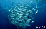 Bigeye trevally (Caranx sexfasciatus)