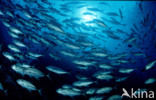 Bigeye trevally (Caranx sexfasciatus)