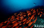 Cressent-tail bigeye (Priacanthus hamrur)