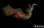 Oval Squid (Sepioteuthis lessoniana)