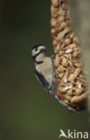 Grote Bonte Specht (Dendrocopos major)