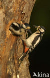 Grote Bonte Specht (Dendrocopos major)