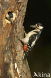 Grote Bonte Specht (Dendrocopos major)