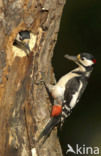 Grote Bonte Specht (Dendrocopos major)