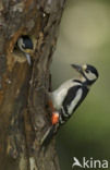 Grote Bonte Specht (Dendrocopos major)