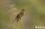 Grote Karekiet (Acrocephalus arundinaceus) 