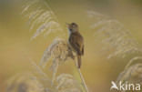 Grote Karekiet (Acrocephalus arundinaceus) 