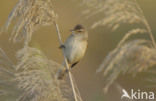 Great Reed-Warbler (Acrocephalus arundinaceus)