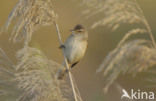 Grote Karekiet (Acrocephalus arundinaceus) 