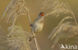 Grote Karekiet (Acrocephalus arundinaceus) 