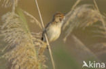 Grote Karekiet (Acrocephalus arundinaceus) 