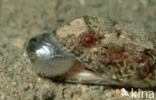 Variegated lizardfish (Synodus variegatus)