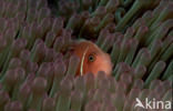 Halsband anemoonvis (Amphiprion perideraion)