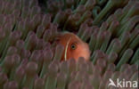 Pink anemonefish (Amphiprion perideraion)