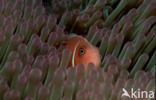 Pink anemonefish (Amphiprion perideraion)