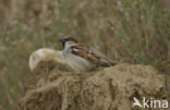 Huismus (Passer domesticus) 