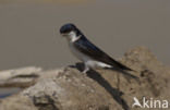 Common House-Martin (Delichon urbicum)