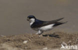 Common House-Martin (Delichon urbicum)