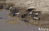 Common House-Martin (Delichon urbicum)