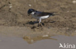 Common House-Martin (Delichon urbicum)