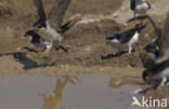 Common House-Martin (Delichon urbicum)