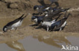 Common House-Martin (Delichon urbicum)