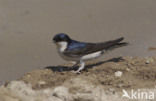 Common House-Martin (Delichon urbicum)