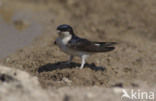 Common House-Martin (Delichon urbicum)