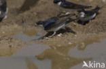 Common House-Martin (Delichon urbicum)