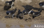 Common House-Martin (Delichon urbicum)