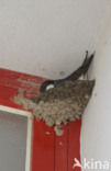 Common House-Martin (Delichon urbicum)