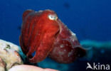 Cuttlefish (Sepia kobiensis)
