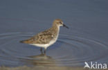 Kleine Strandloper (Calidris minuta)