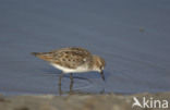 Kleine Strandloper (Calidris minuta)