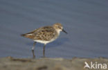 Kleine Strandloper (Calidris minuta)