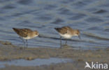 Kleine Strandloper (Calidris minuta)