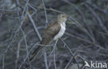 Common Cuckoo (Cuculus canorus)