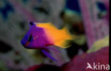 Royal gramma (Gramma loreto)